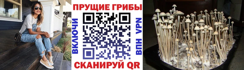 Псилоцибиновые грибы мицелий  Купить где  Зубцов 